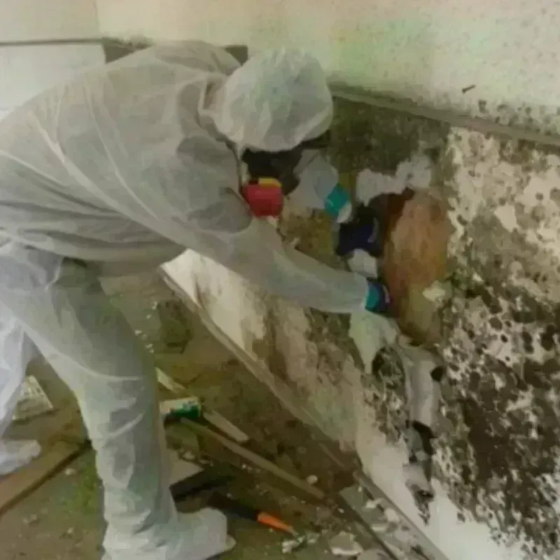 Mold Remediation and Removal in Cuthbert, GA